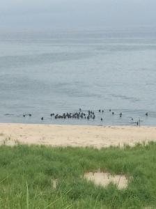 Seals bobbing off of Head of the Meadow Beach.
